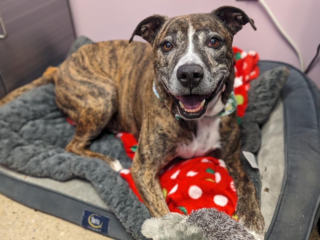 Enlarge Mi Amor-- IN FOSTER CARE, a Adoptable mixed breed in Cedar Rapids, IA image 4/5