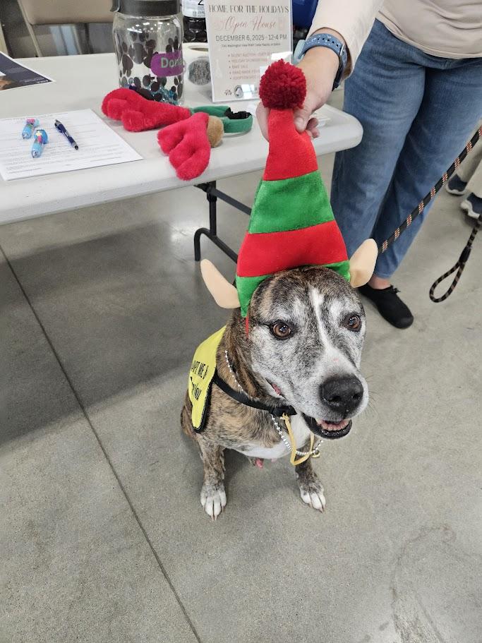 Enlarge Mi Amor-- IN FOSTER CARE, a Adoptable mixed breed in Cedar Rapids, IA image 4/6