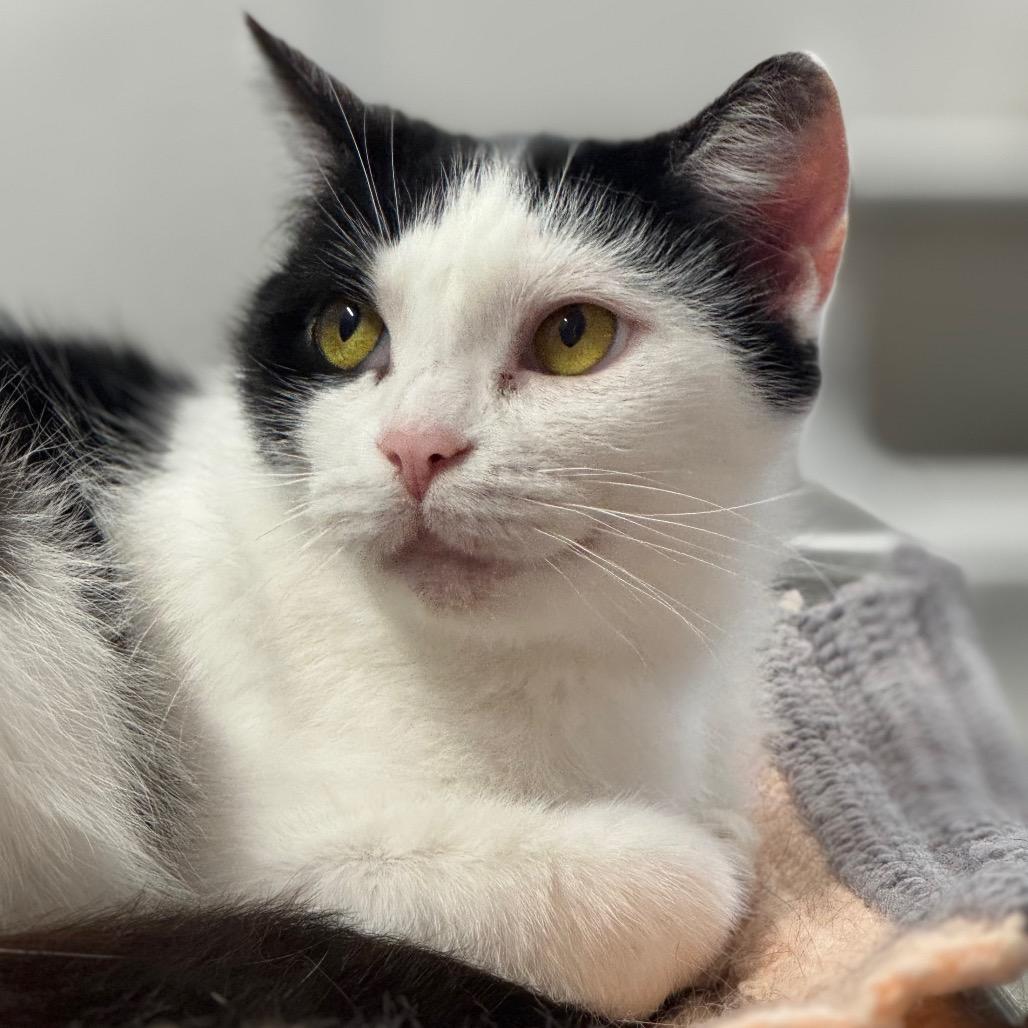 Enlarge MooToo ARC26 - 109, a Adoptable Domestic Short Hair in Akron, NY image 1/4