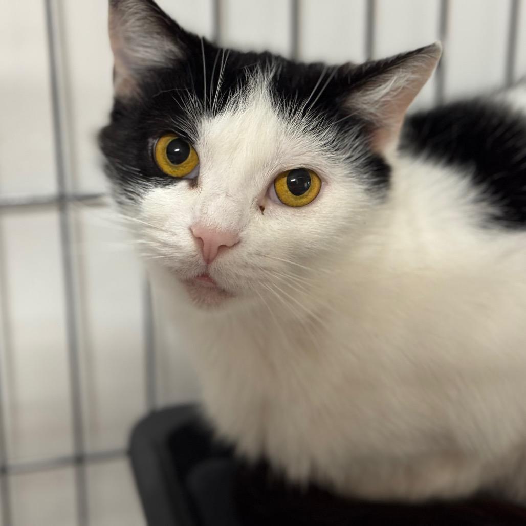 Enlarge MooToo ARC26 - 109, a Adoptable Domestic Short Hair in Akron, NY image 2/4