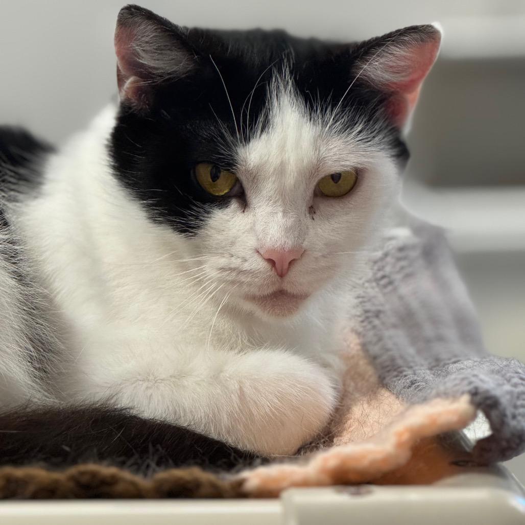 Enlarge MooToo ARC26 - 109, a Adoptable Domestic Short Hair in Akron, NY image 3/4