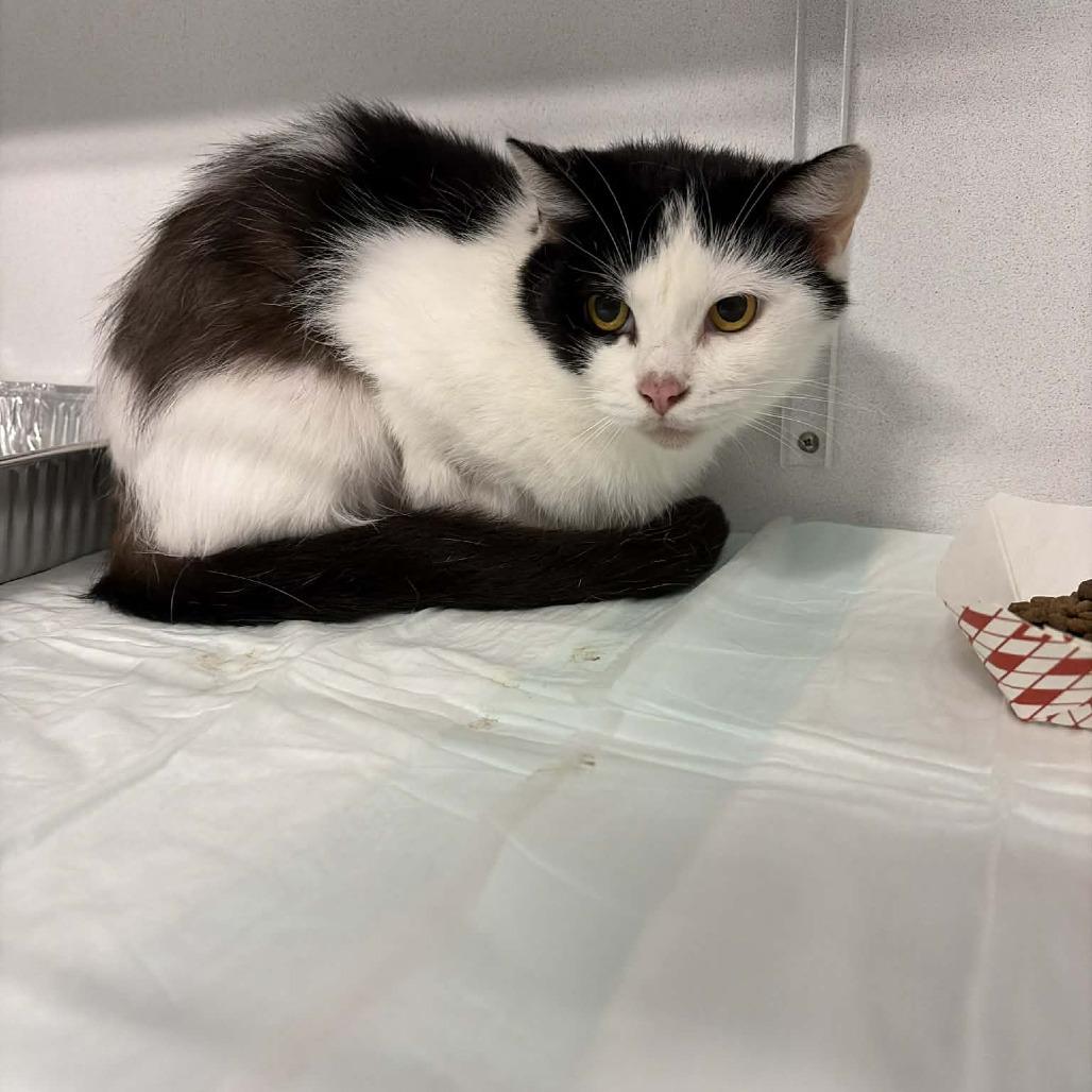Enlarge MooToo ARC26 - 109, a Adoptable Domestic Short Hair in Akron, NY image 4/4
