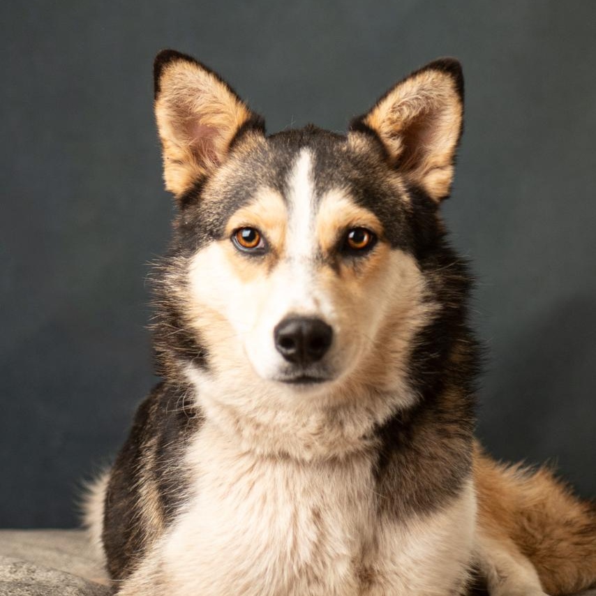 Enlarge Lula Belle, a Adopted mixed breed in Mason, TX image 2/6