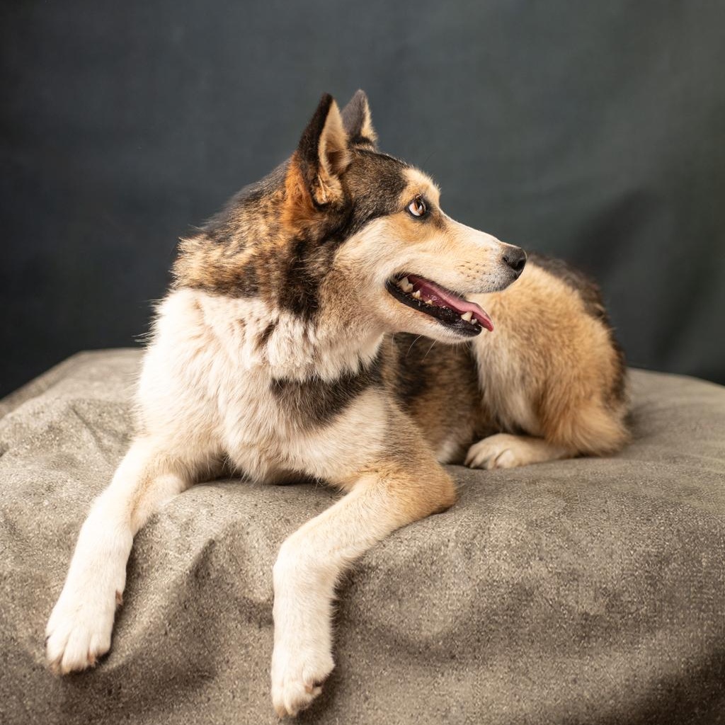 Enlarge Lula Belle, a Adopted mixed breed in Mason, TX image 3/6