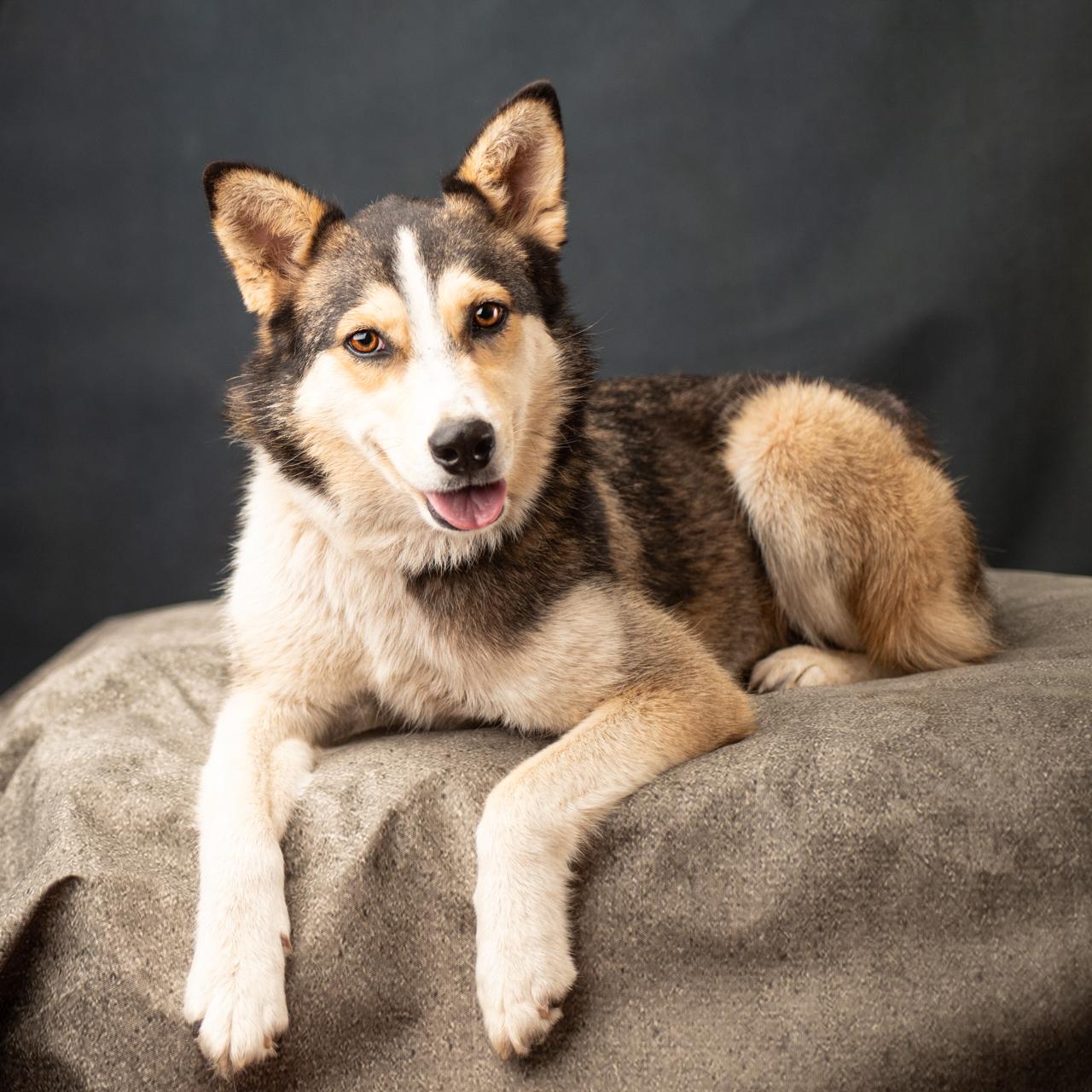 Enlarge Lula Belle, a Adopted mixed breed in Mason, TX image 4/6