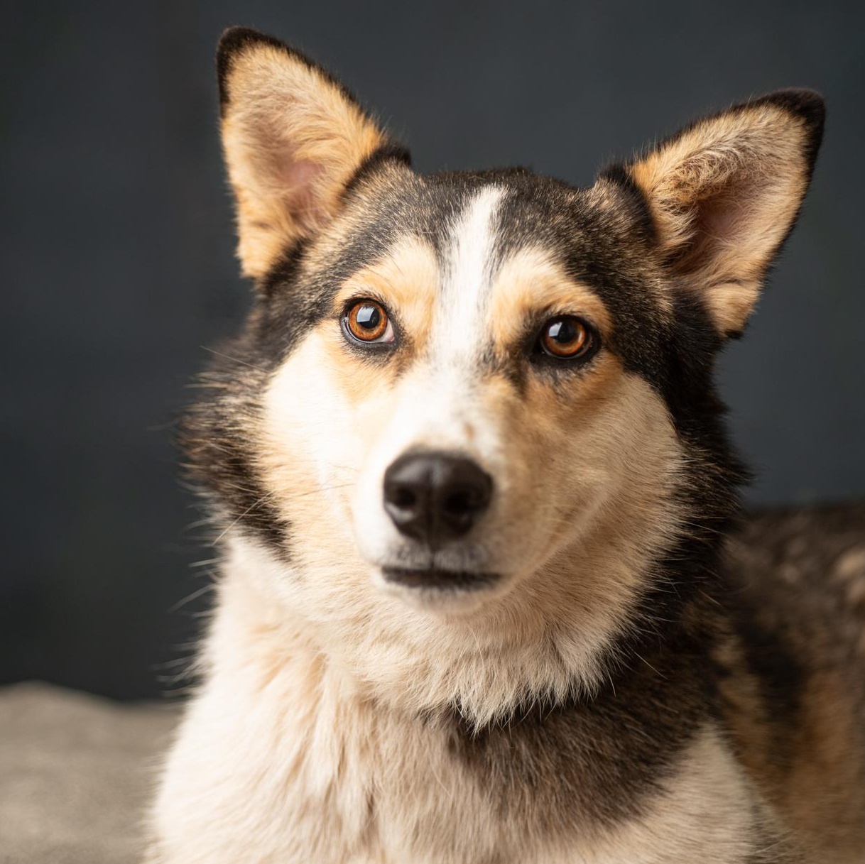 Lula Belle, Adopted, Young Female Husky.