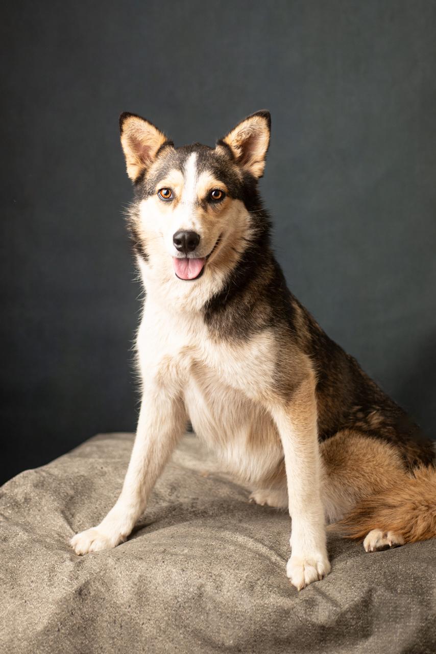 Enlarge Lula Belle, a Adopted mixed breed in Mason, TX image 6/6