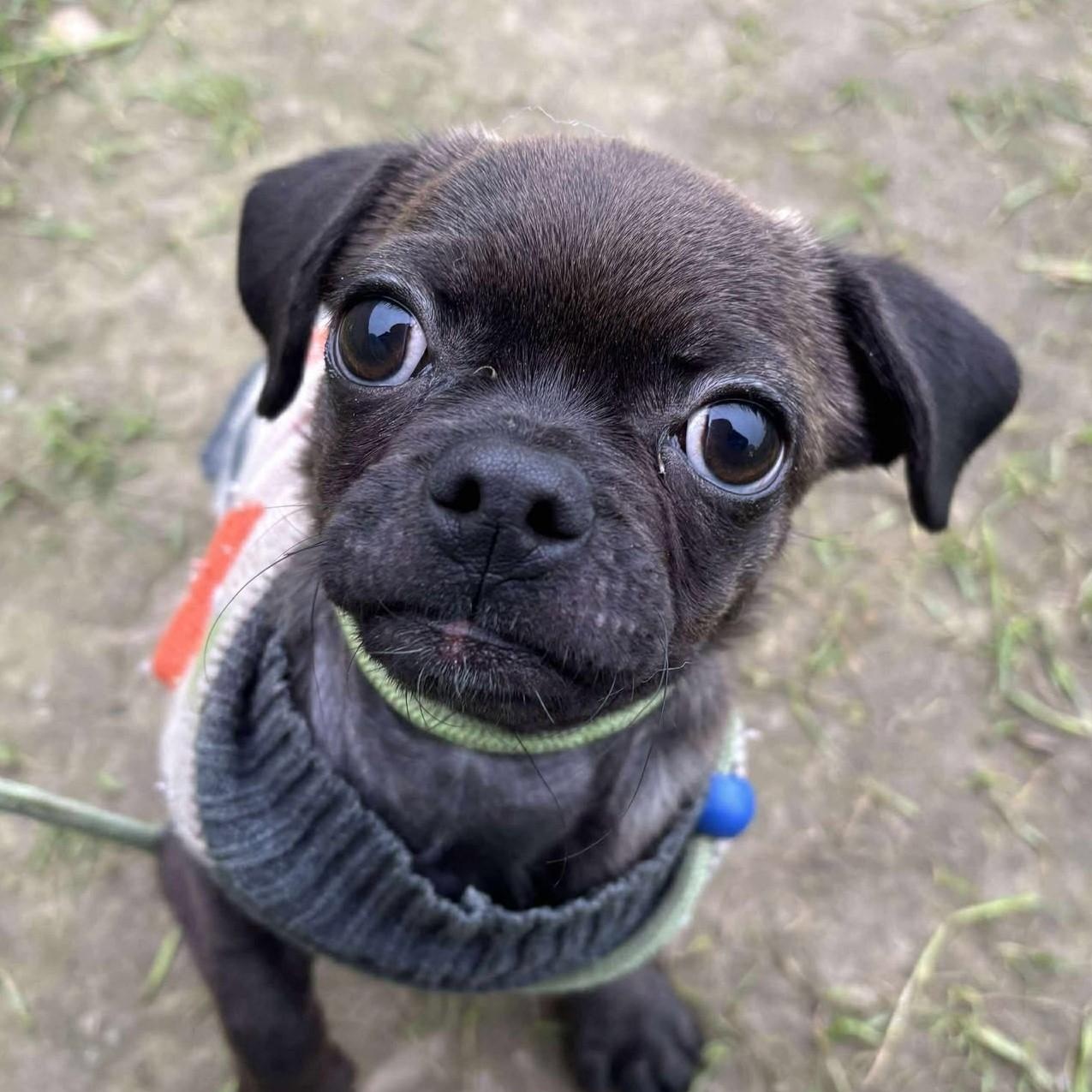 Enlarge Biggie, an adopted mixed breed in Visalia, CA image 2/3