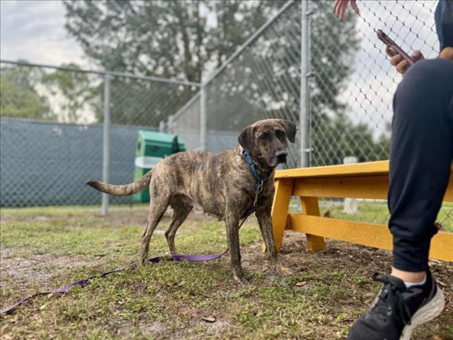 Enlarge VADA, a Adoptable mixed breed in Vero Beach, FL image 1/1