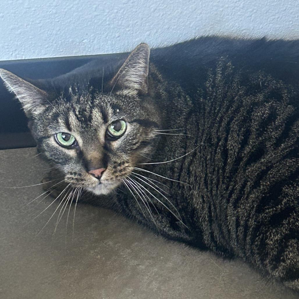 Scamp, Adoptable, Senior Male Domestic Short Hair.