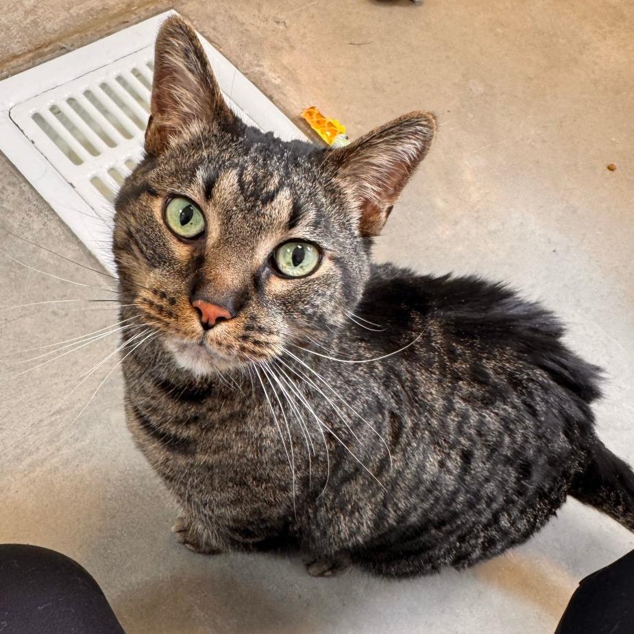 Enlarge Scamp, a Adoptable Domestic Short Hair in Cody, WY image 2/2