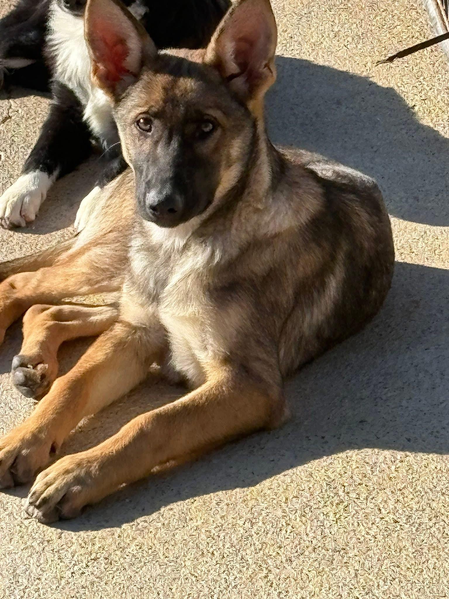 Greta, Adoptable, Puppy Female German Shepherd Dog.