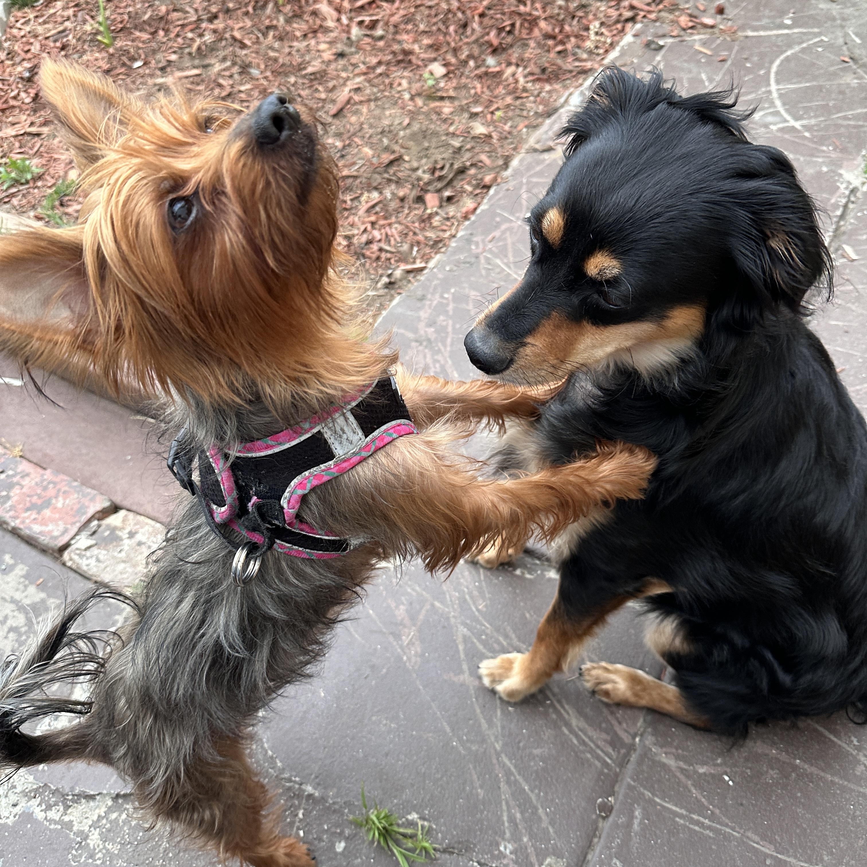Spice, a ADOPTABLE Yorkshire Terrier in TEMECULA, CA image 5/6