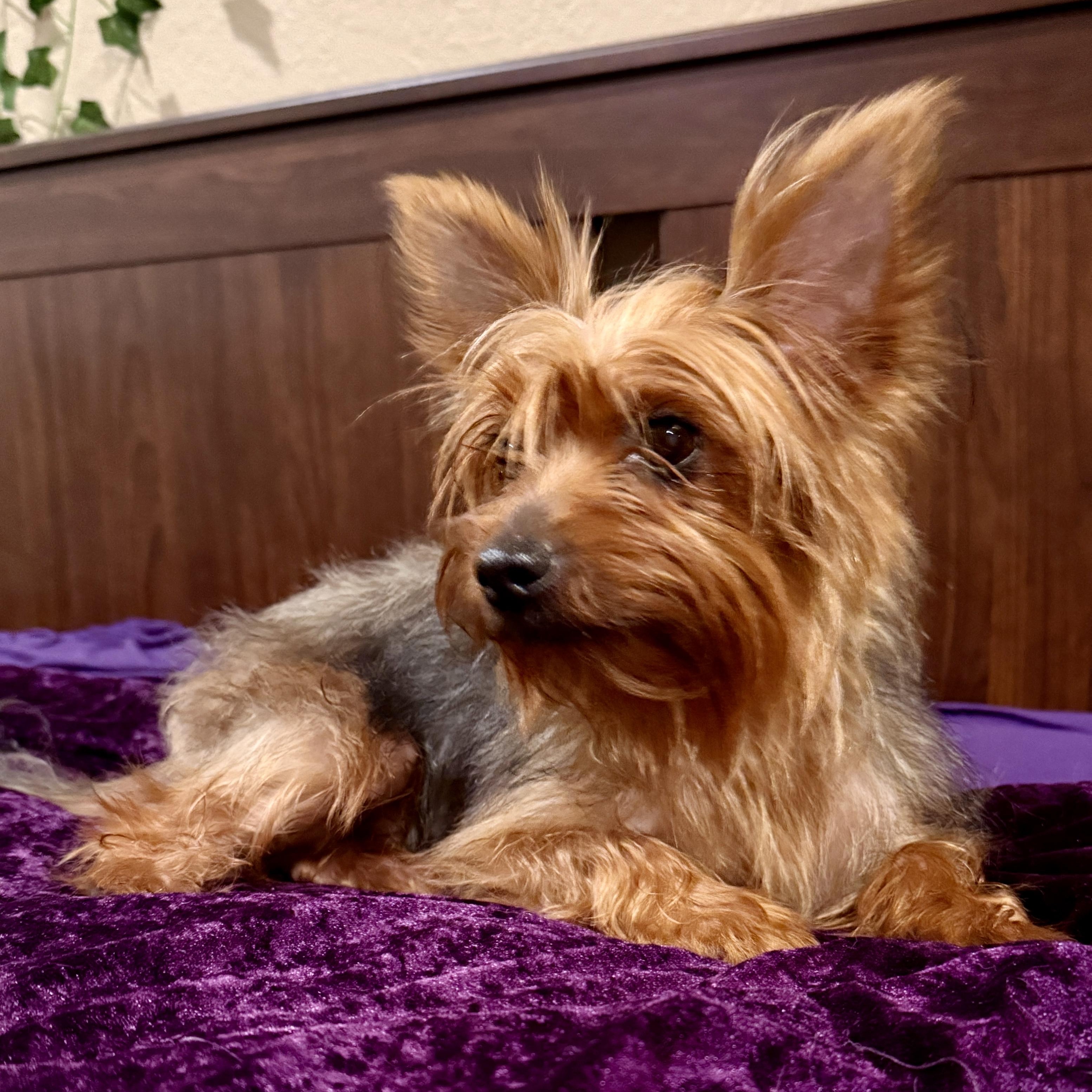 Spice, a ADOPTABLE Yorkshire Terrier in TEMECULA, CA image 2/6