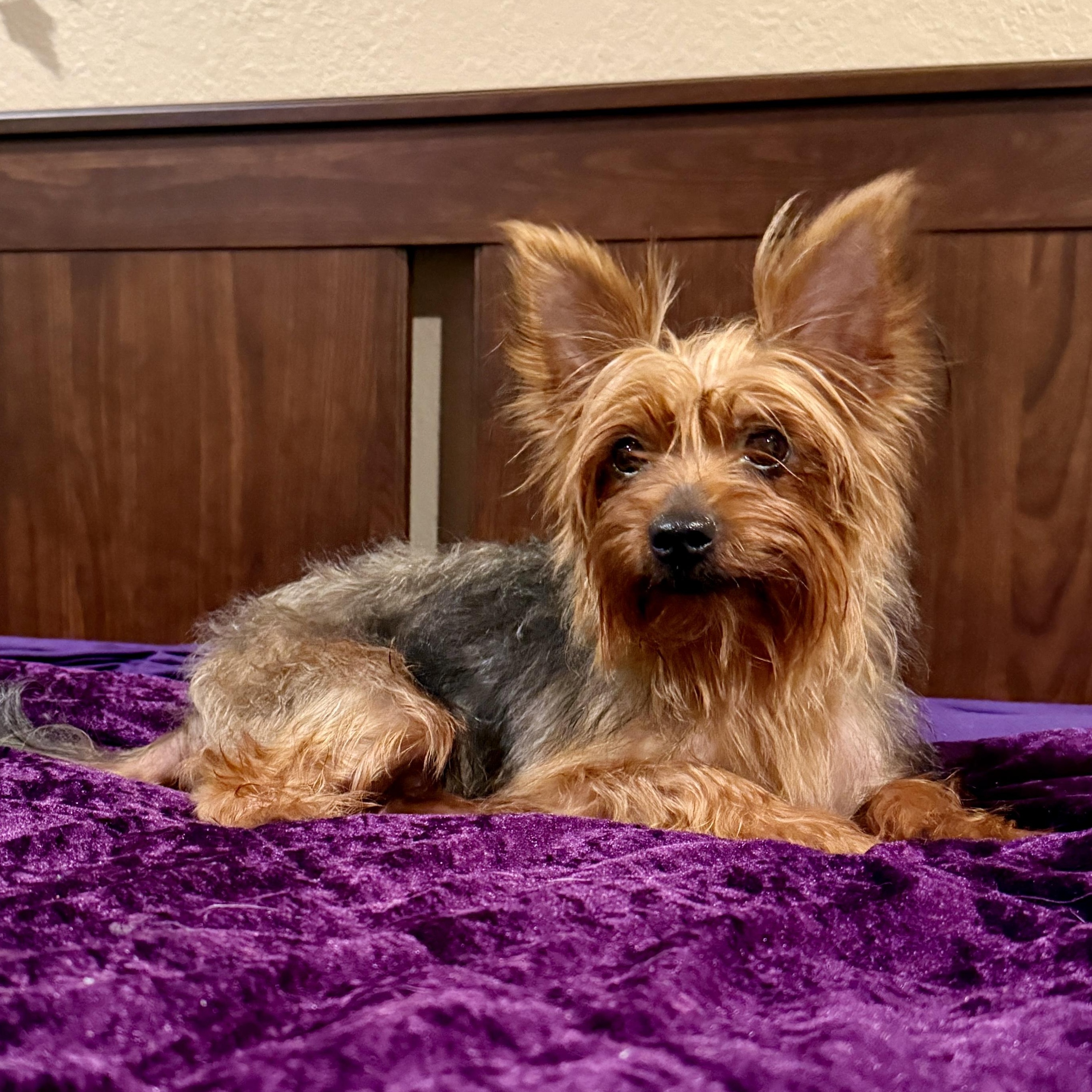 Spice, a ADOPTABLE Yorkshire Terrier in TEMECULA, CA image 4/6