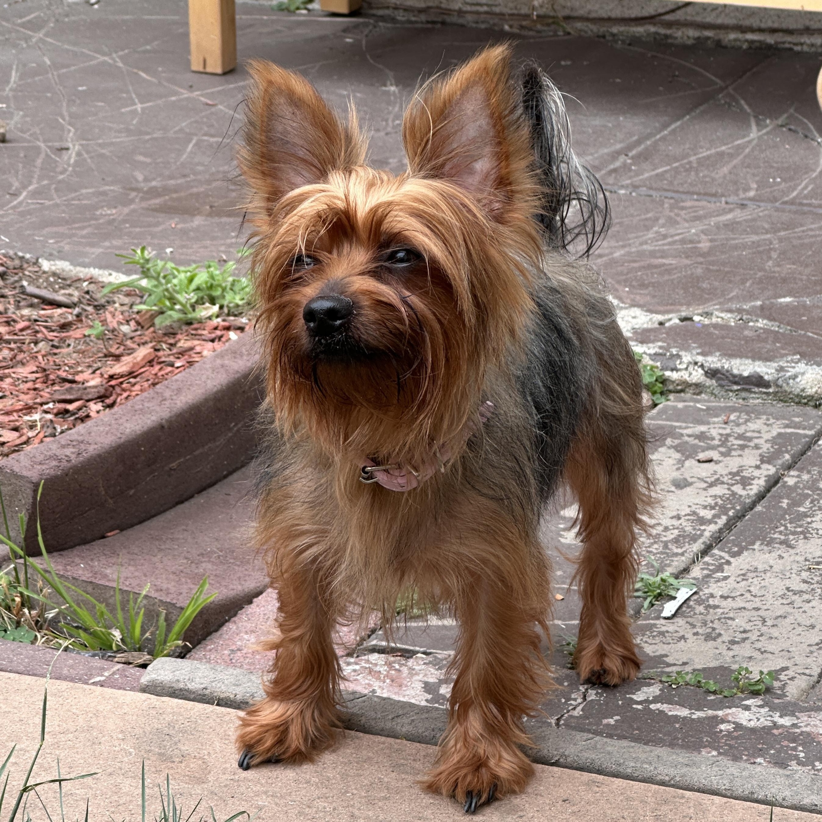 Spice, a ADOPTABLE Yorkshire Terrier in TEMECULA, CA image 3/6