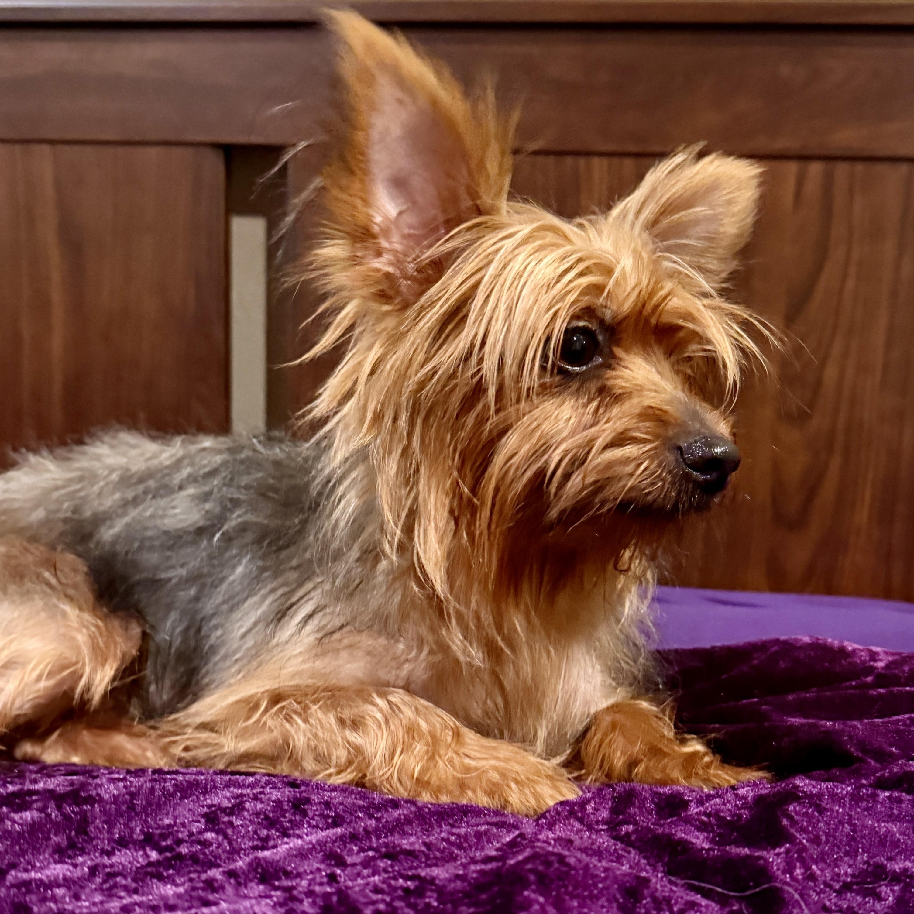 Spice, a ADOPTABLE Yorkshire Terrier in TEMECULA, CA image 6/6