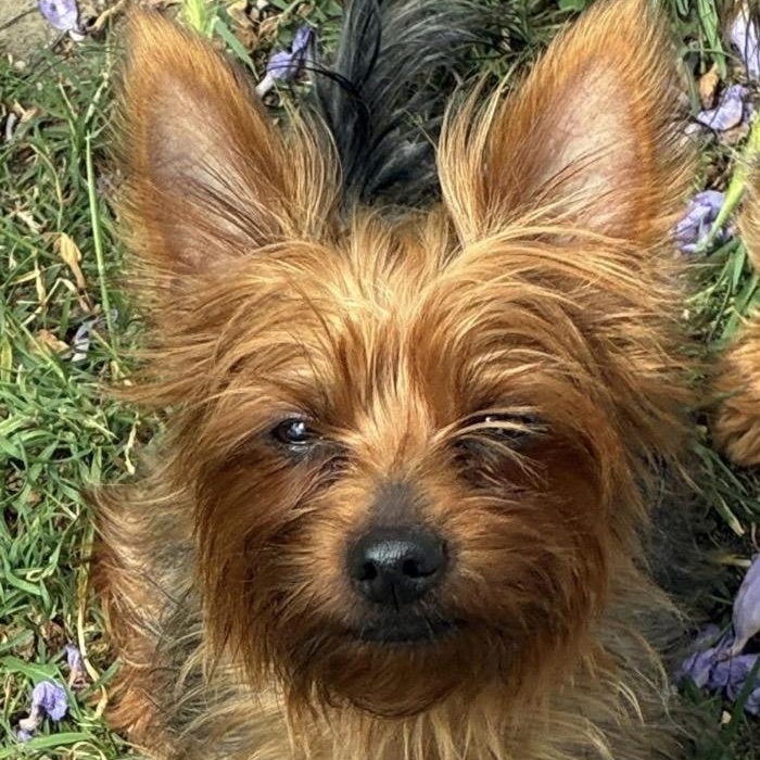 Spice, a ADOPTABLE Yorkshire Terrier in TEMECULA, CA image 1/6