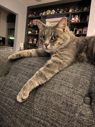 Thicket, Adoptable, Young Male Domestic Short Hair & Domestic Short Hair.