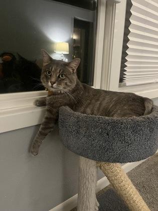 Enlarge Thicket, a Adoptable mixed breed in Neenah, WI image 2/3