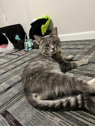 Enlarge Thicket, a Adoptable mixed breed in Neenah, WI image 3/3