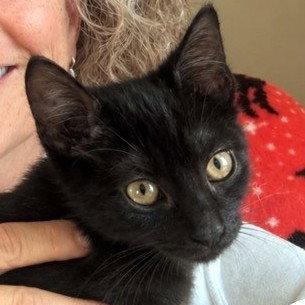 Obsidian, Adoptable, Kitten Male Domestic Short Hair.