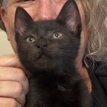 Enlarge Obsidian, a Adoptable Domestic Short Hair in Reston, VA image 2/3