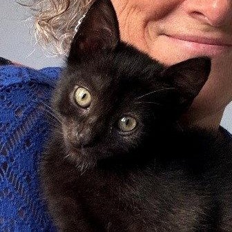 Enlarge Obsidian, a Adoptable Domestic Short Hair in Reston, VA image 3/3