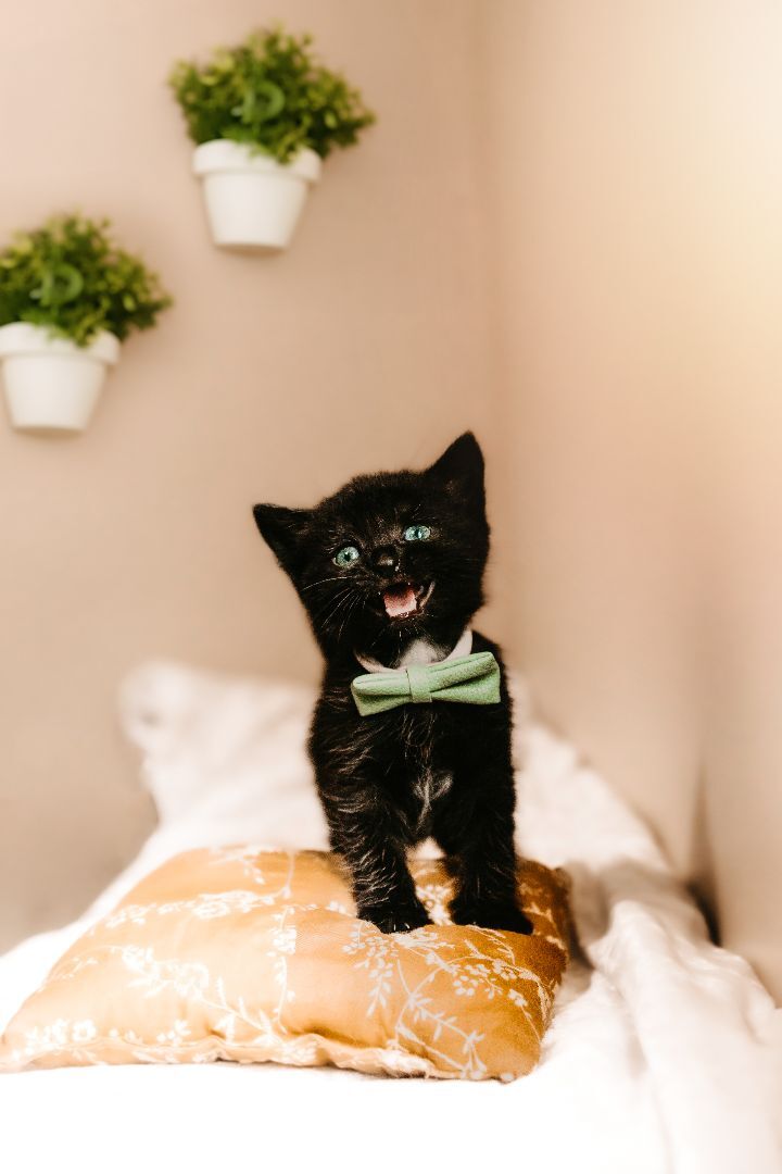 Pup, Adopted, Kitten Male Domestic Long Hair & Maine Coon.