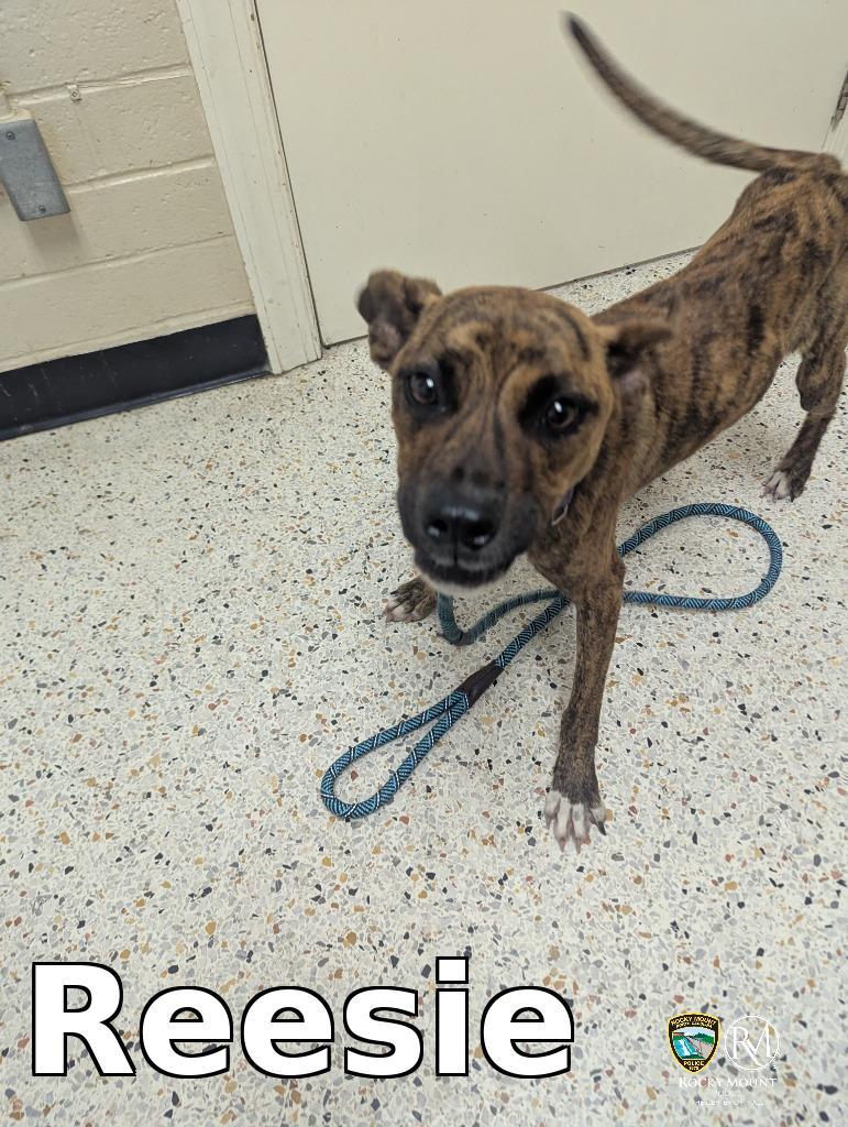 Enlarge Reesie, a Adoptable Pit Bull Terrier in Rocky Mount, NC image 1/3
