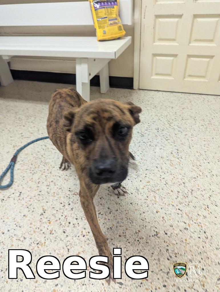 Enlarge Reesie, a Adoptable Pit Bull Terrier in Rocky Mount, NC image 2/3