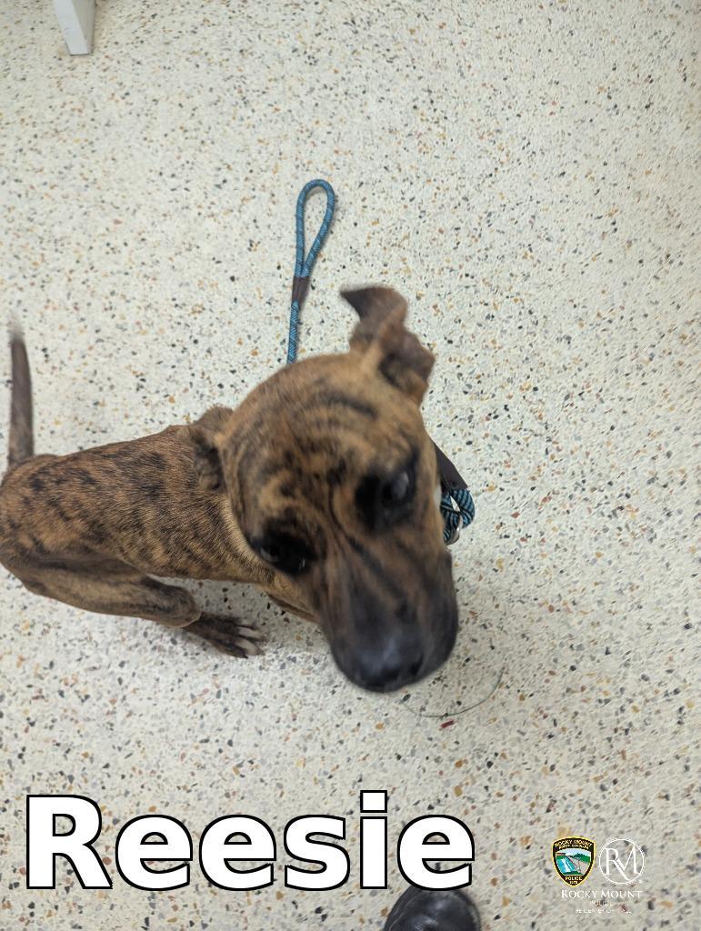 Enlarge Reesie, a Adoptable Pit Bull Terrier in Rocky Mount, NC image 3/3