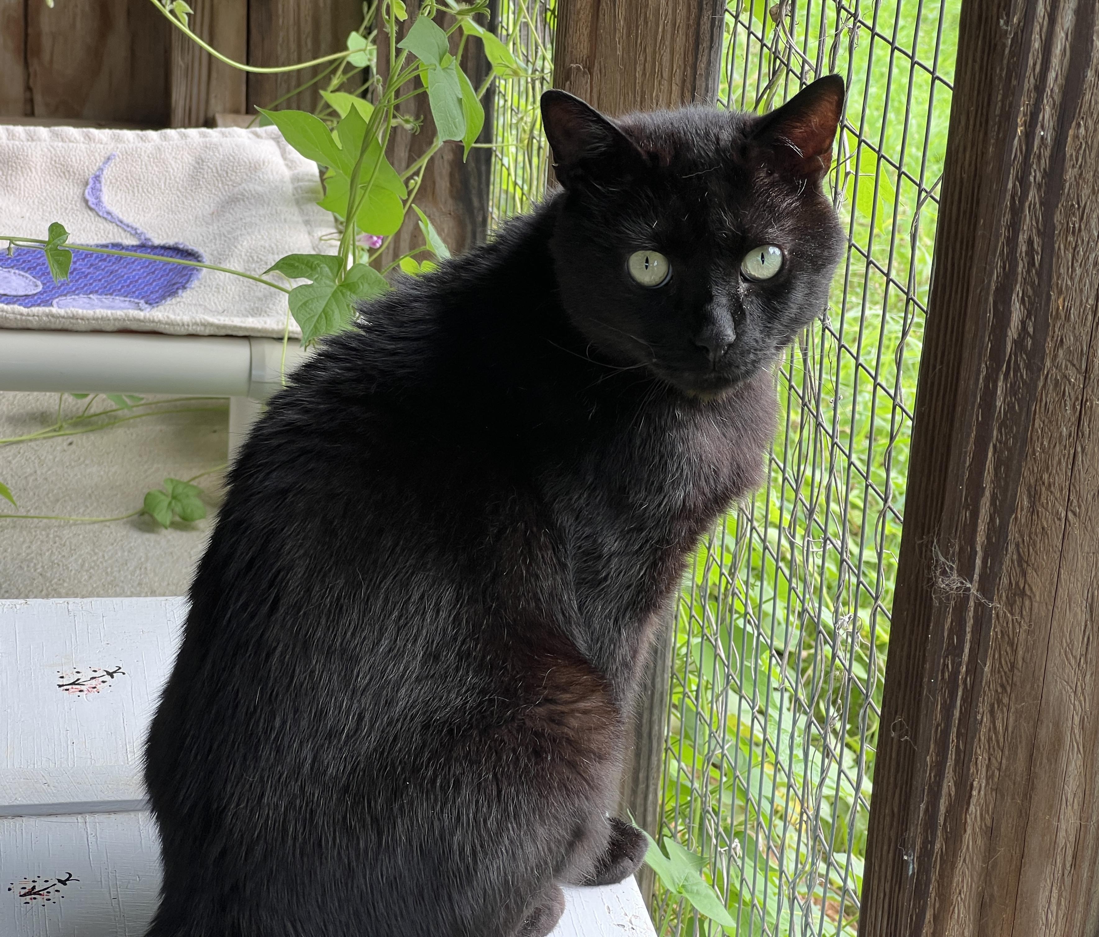 Thyme — thumbnail 2