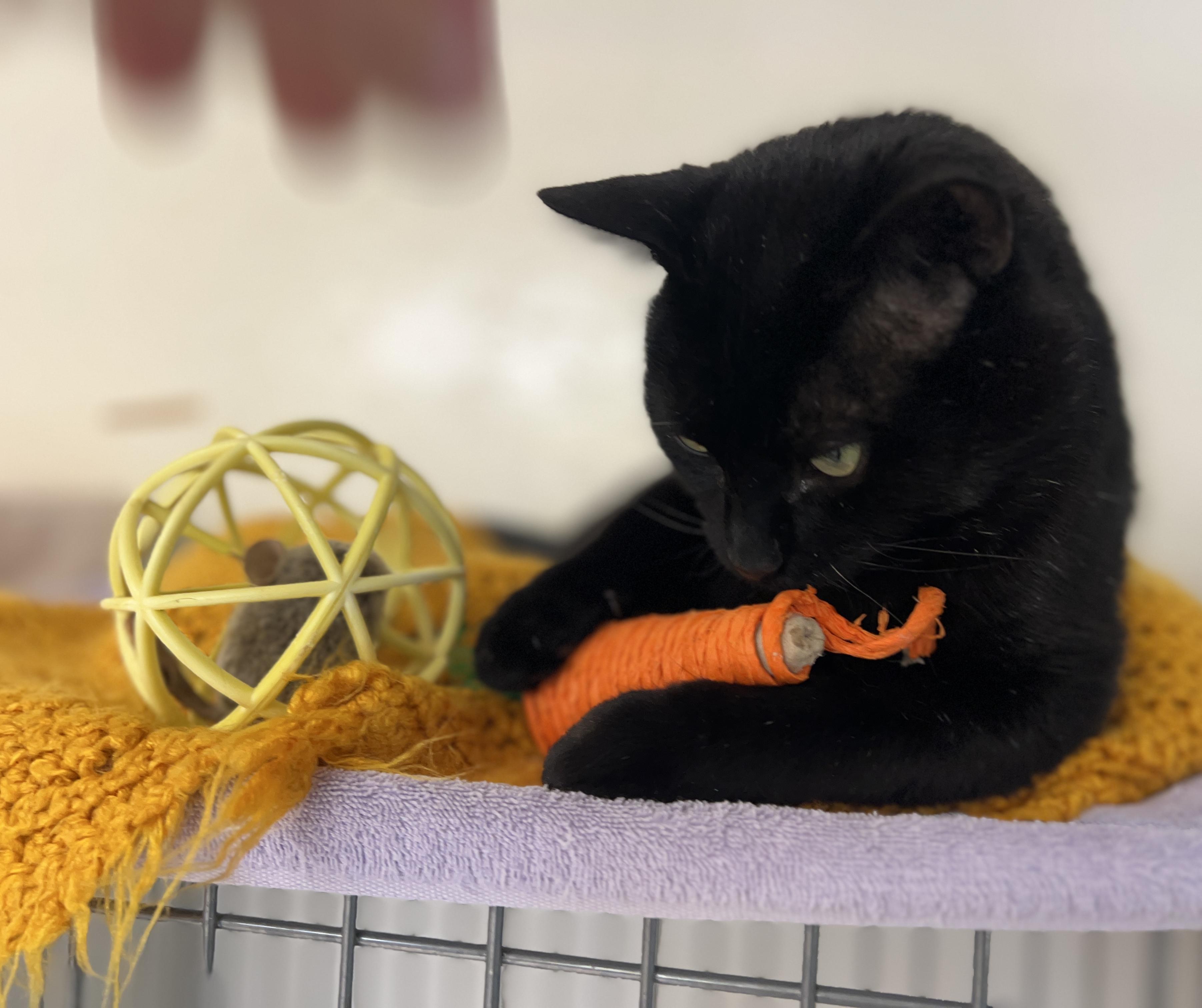 Thyme — thumbnail 3