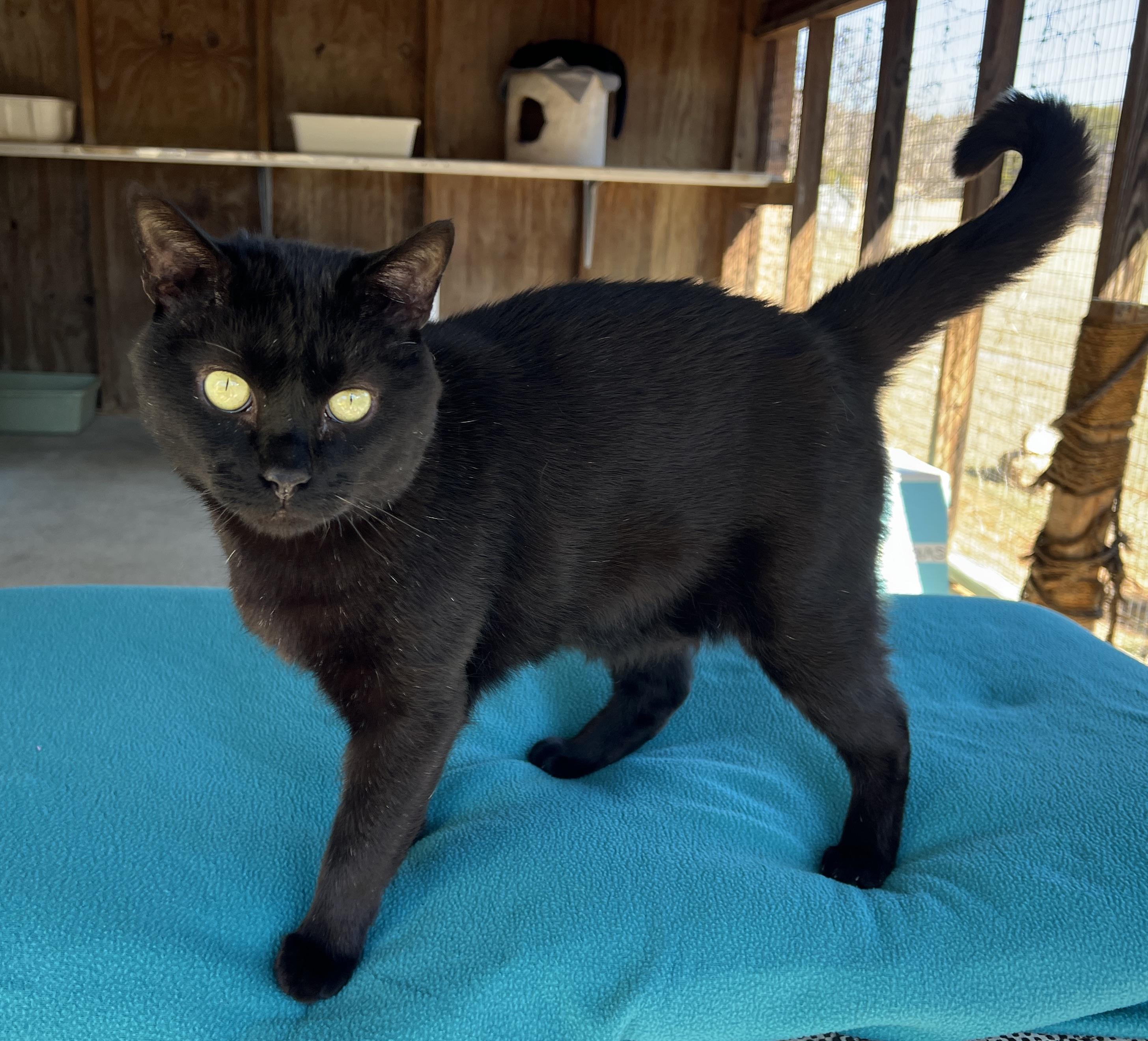 Thyme — thumbnail 4