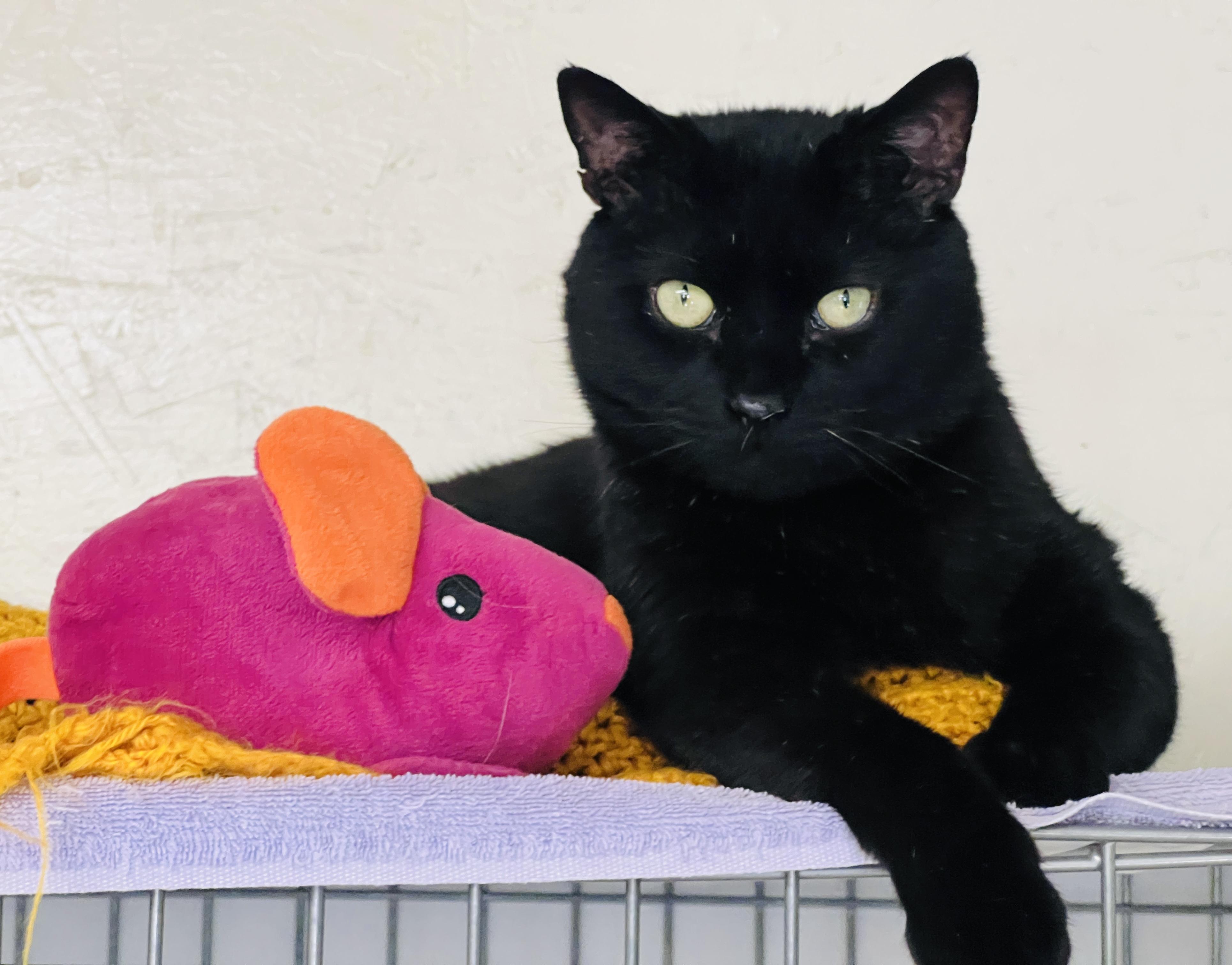 Thyme — thumbnail 5