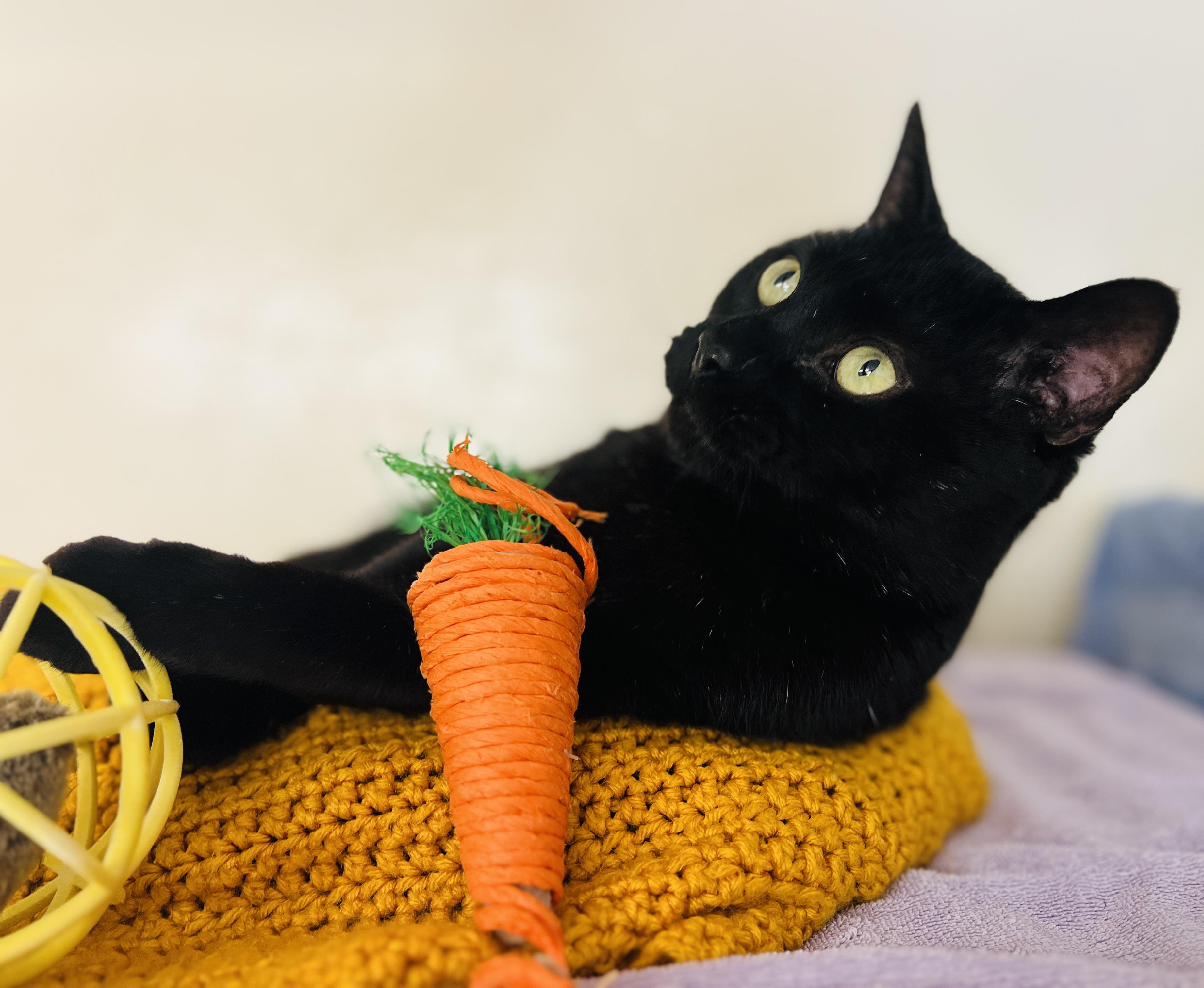 Thyme — thumbnail 6