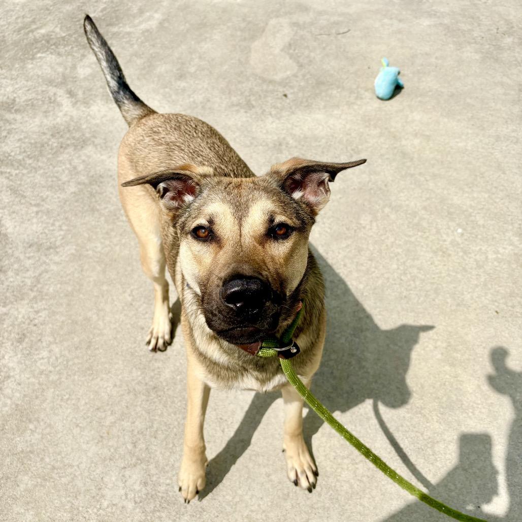 Dot, Adoptable, Young Female Shepherd.