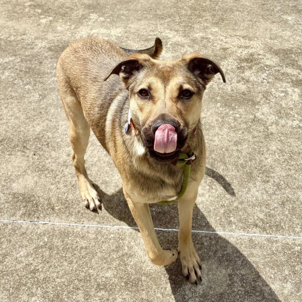 Enlarge Dot, a Adoptable Shepherd in Belleville, IL image 2/5