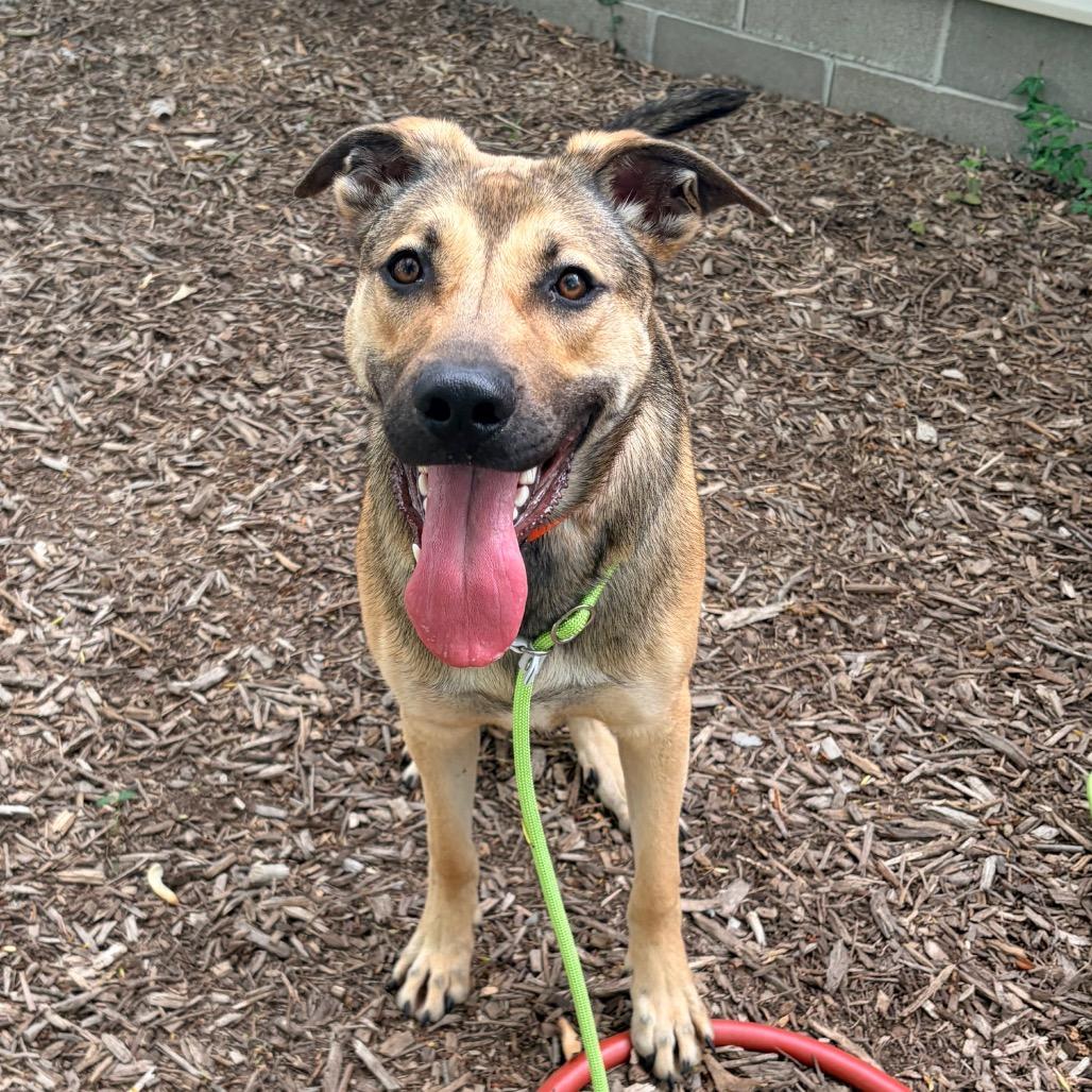 Enlarge Dot, a Adoptable Shepherd in Belleville, IL image 3/5