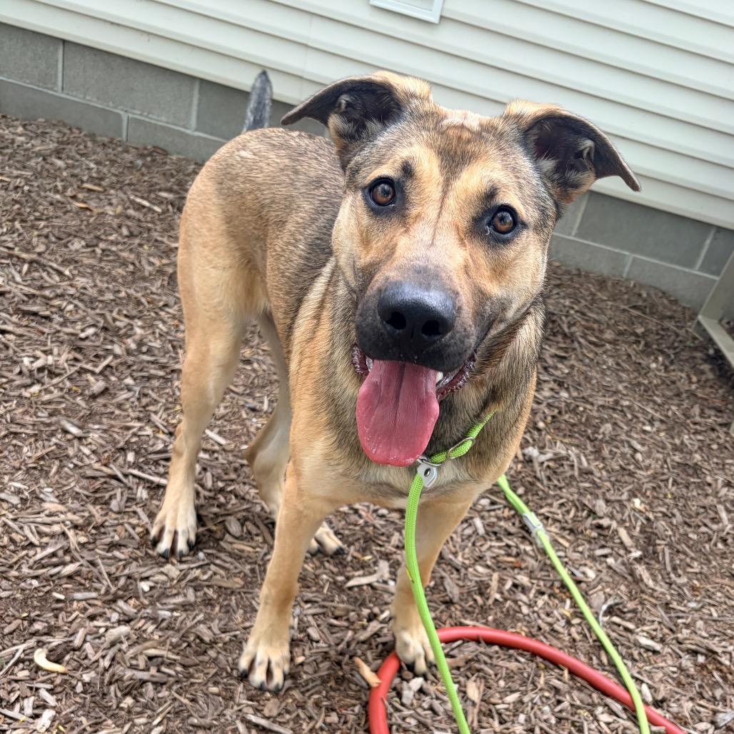 Enlarge Dot, a Adoptable Shepherd in Belleville, IL image 5/5