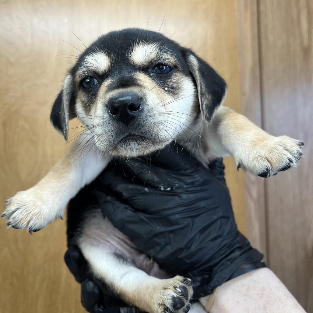 Enlarge Kenai D26-083, a Adoptable mixed breed in Lebanon, TN image 2/2