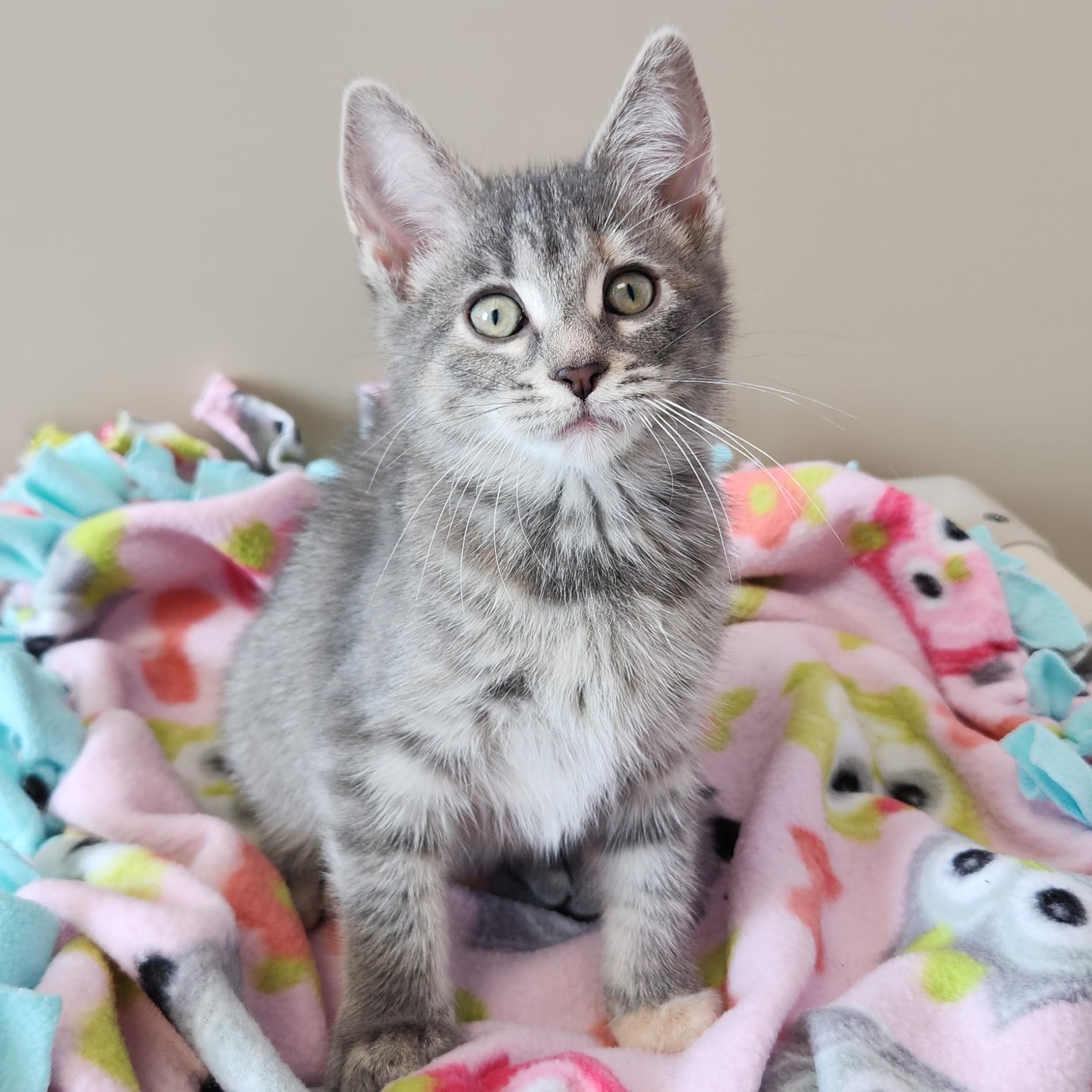 Enlarge Espurr, a ADOPTABLE Tabby in Marshfield, WI image 1/5