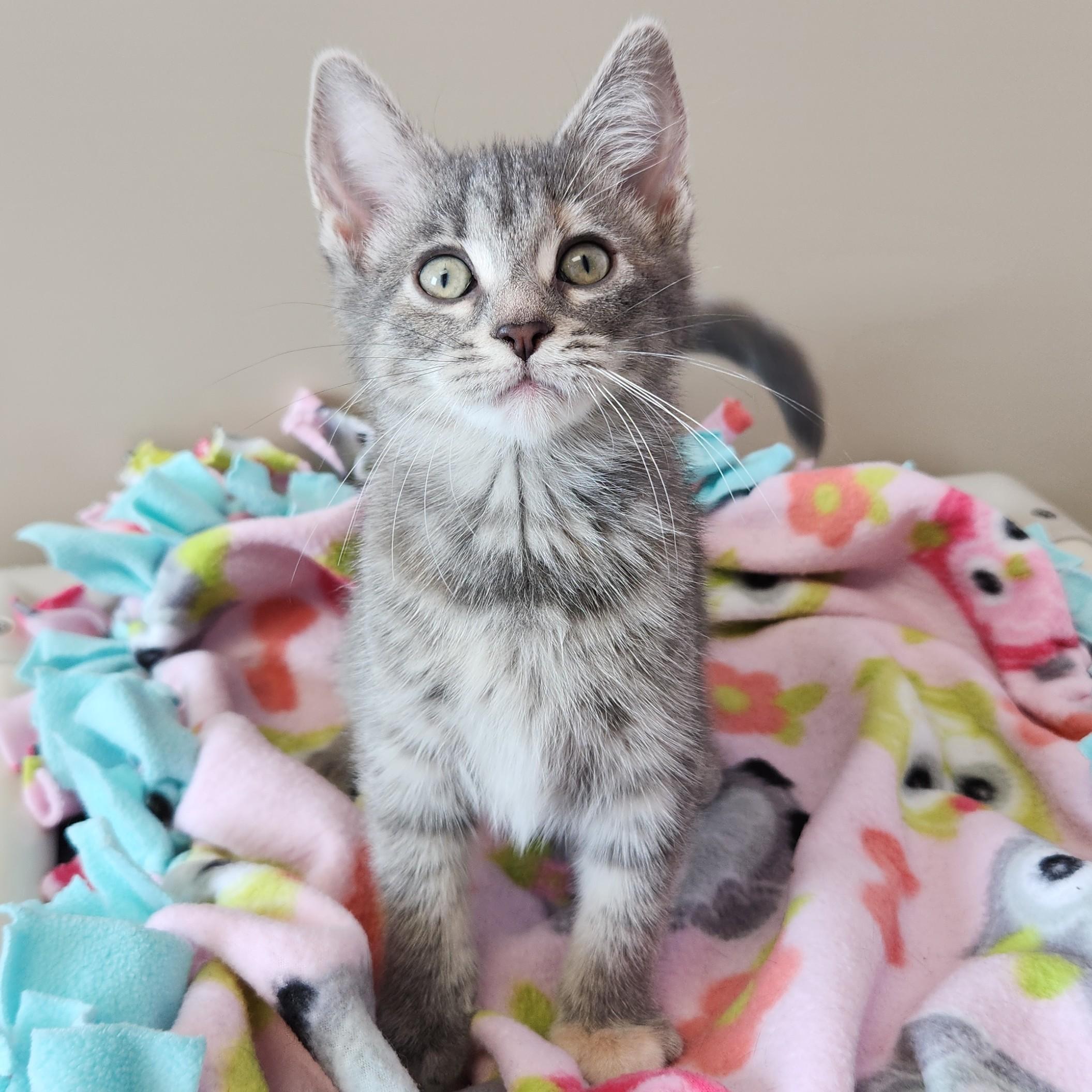 Enlarge Espurr, a ADOPTABLE Tabby in Marshfield, WI image 2/5