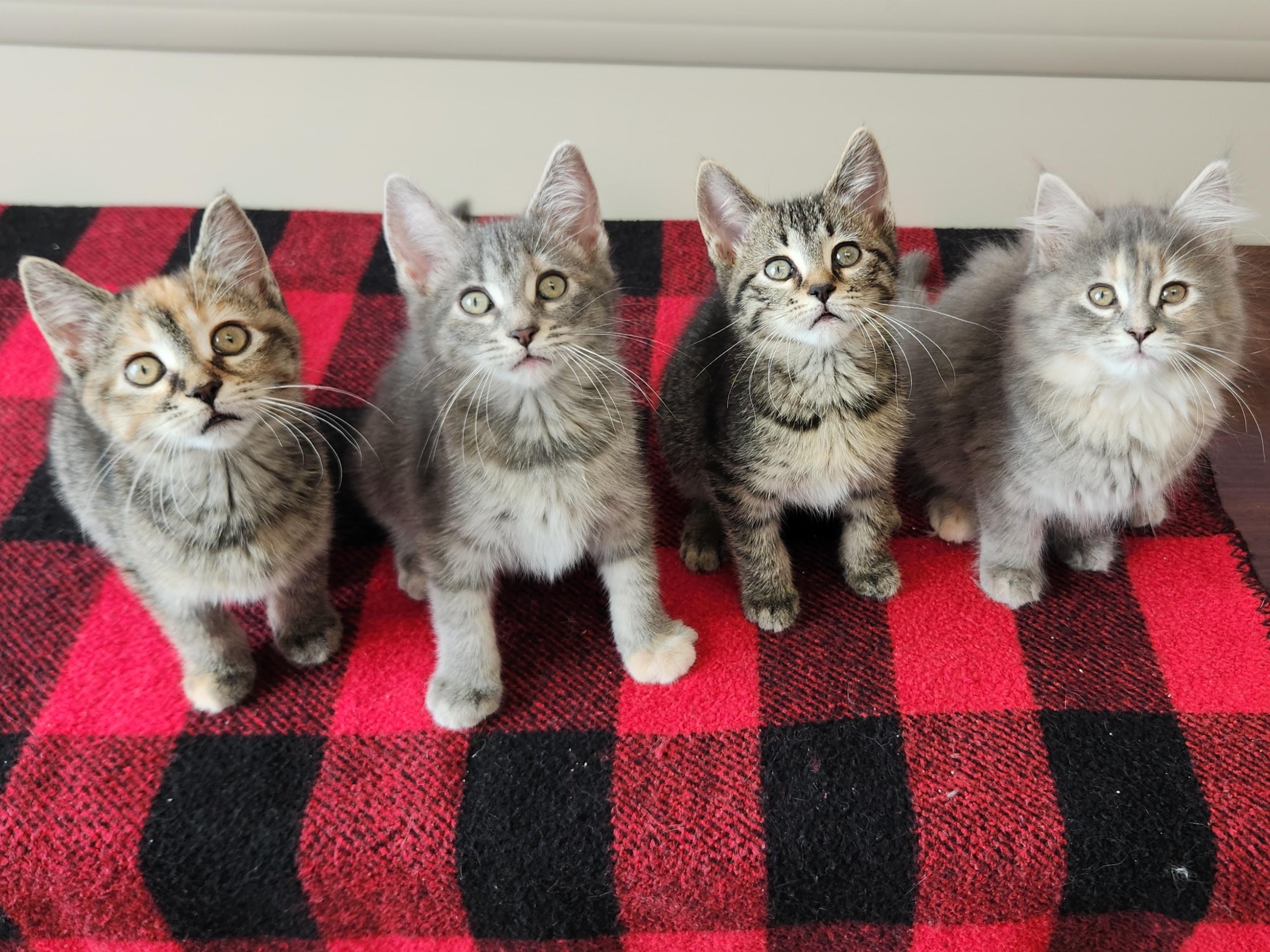 Enlarge Espurr, a ADOPTABLE Tabby in Marshfield, WI image 5/5