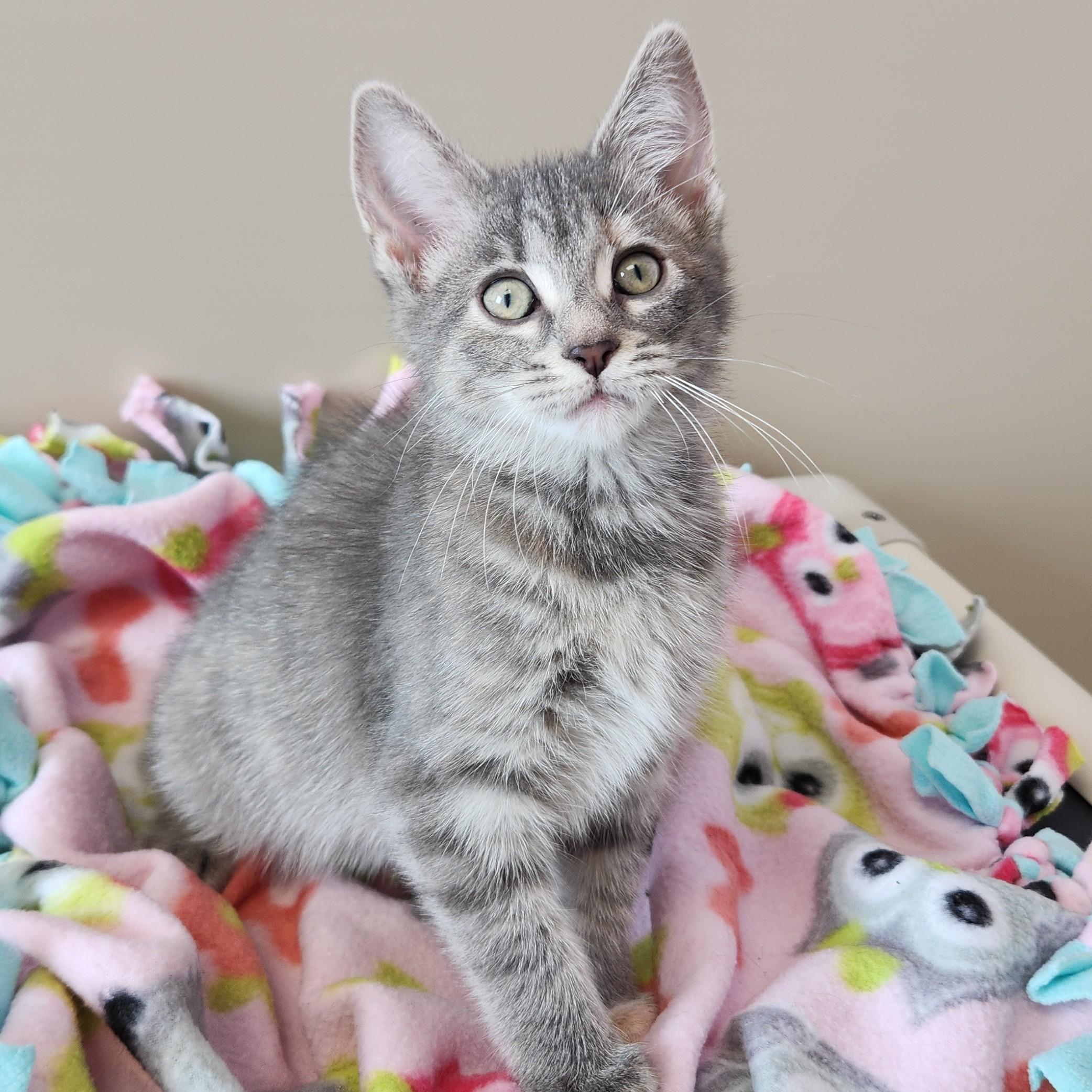 Enlarge Espurr, a ADOPTABLE Tabby in Marshfield, WI image 3/5