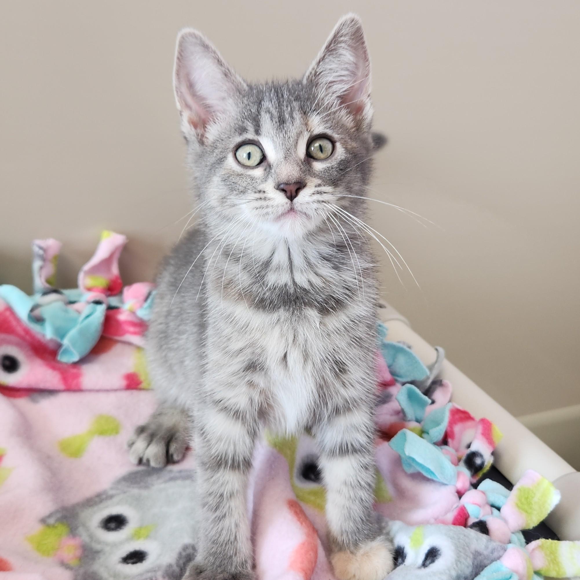 Enlarge Espurr, a ADOPTABLE Tabby in Marshfield, WI image 4/5
