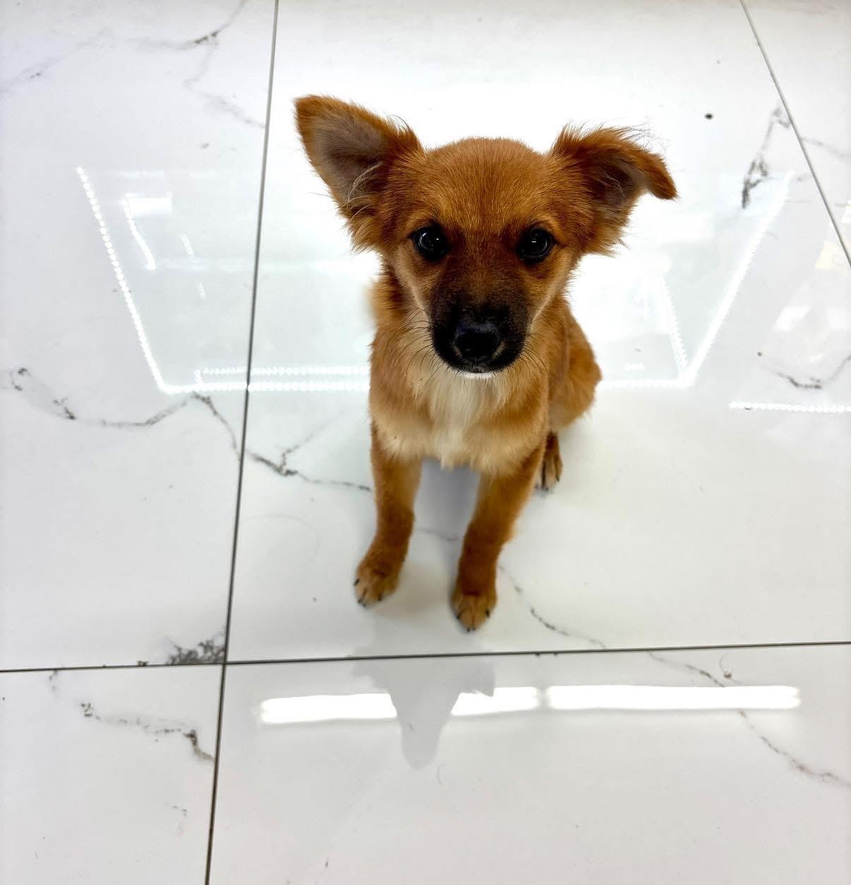 Enlarge Canela, a ADOPTABLE mixed breed in Elkton, MD image 2/4