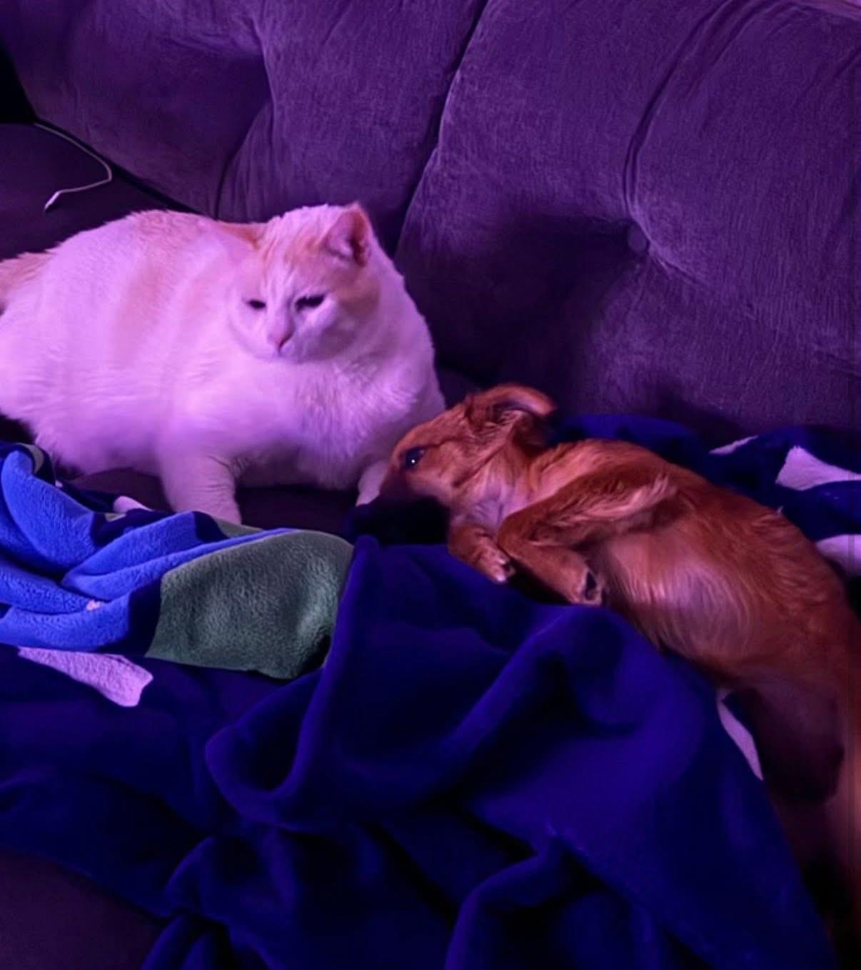 Enlarge Canela, a ADOPTABLE mixed breed in Elkton, MD image 4/4