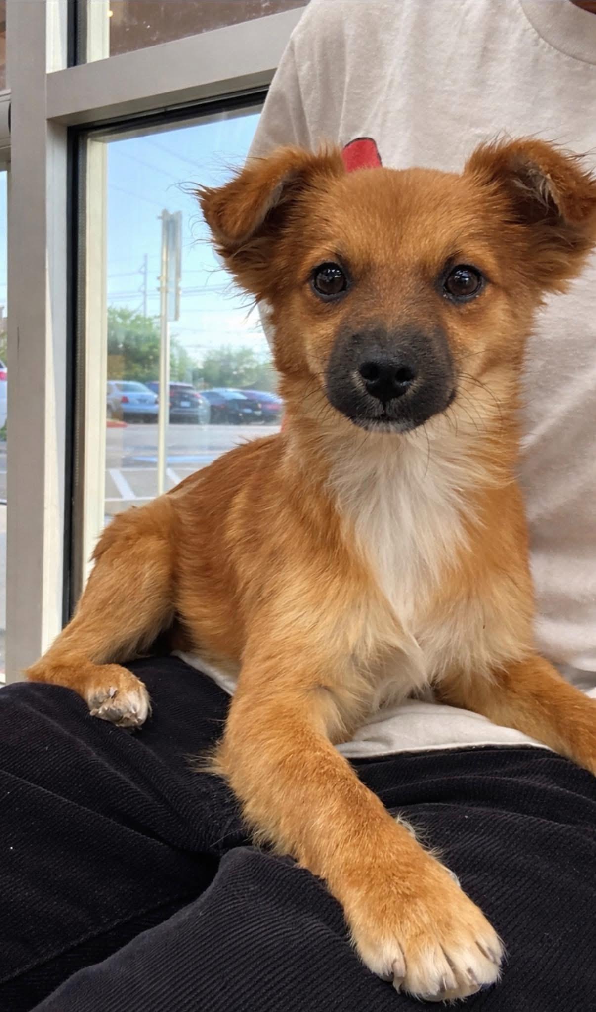 Enlarge Canela, a ADOPTABLE mixed breed in Elkton, MD image 3/4